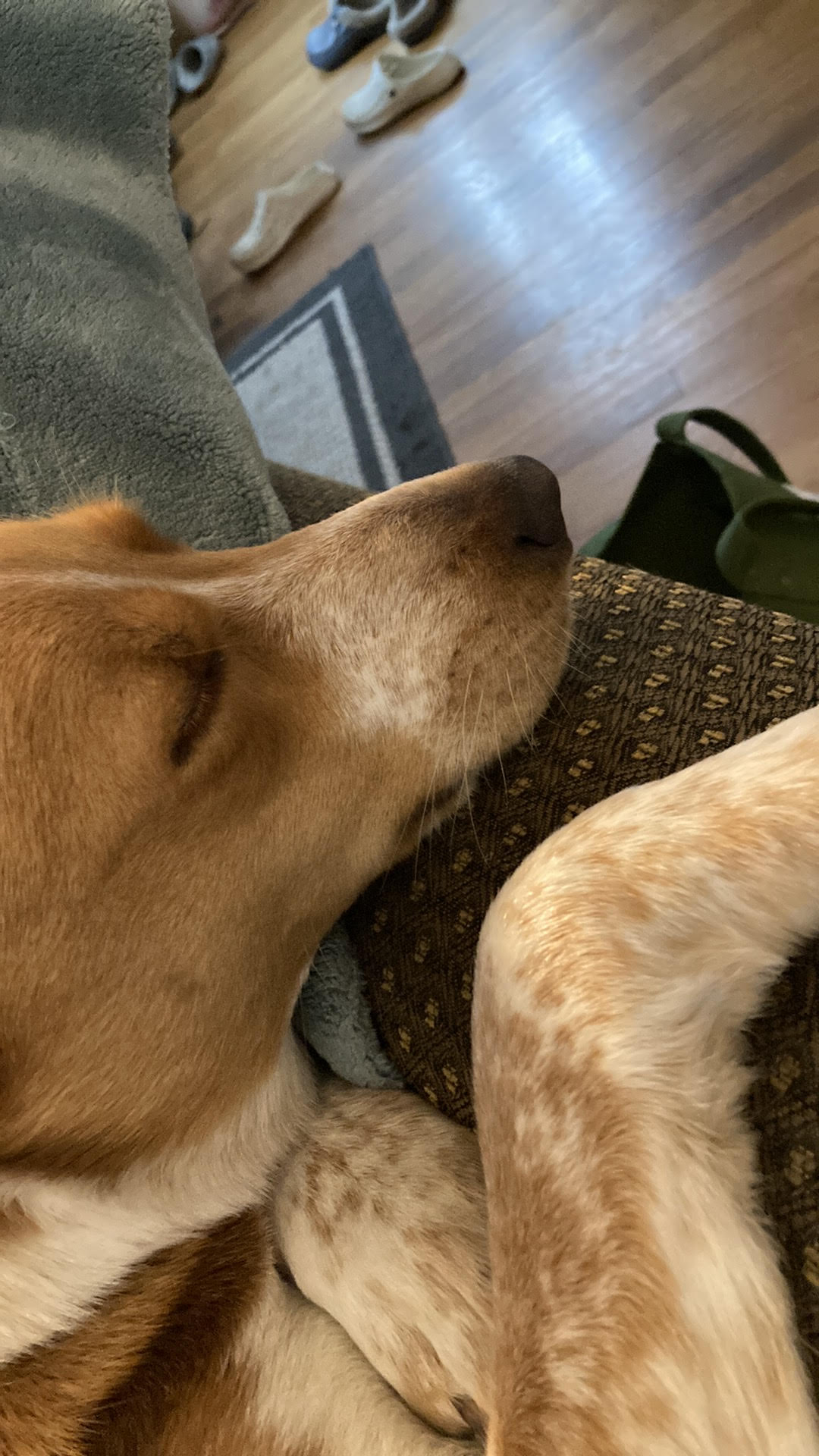 this is a picture of my dog named Rosie